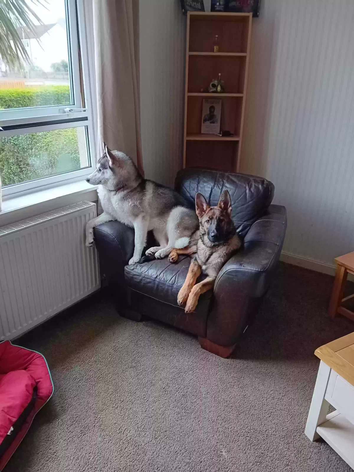 Mischa, Huskie Dog for adoption in Glasgow, Scotland