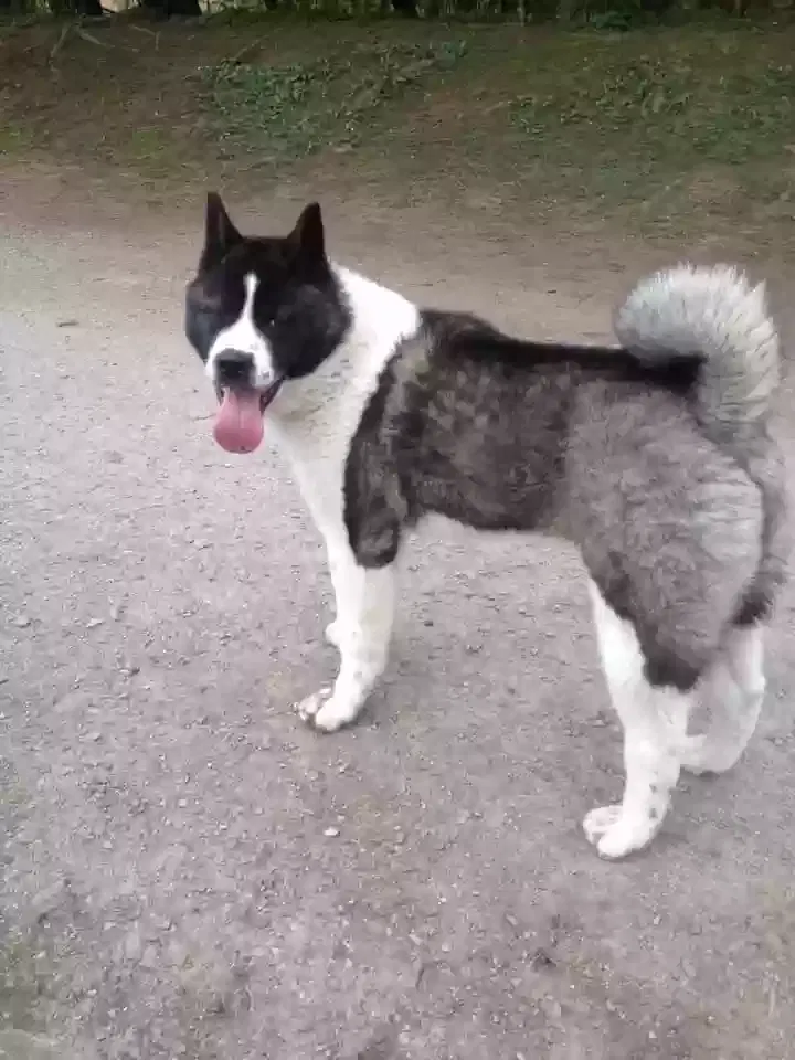 Bruce, American akita Dog for adoption in Manchester, England