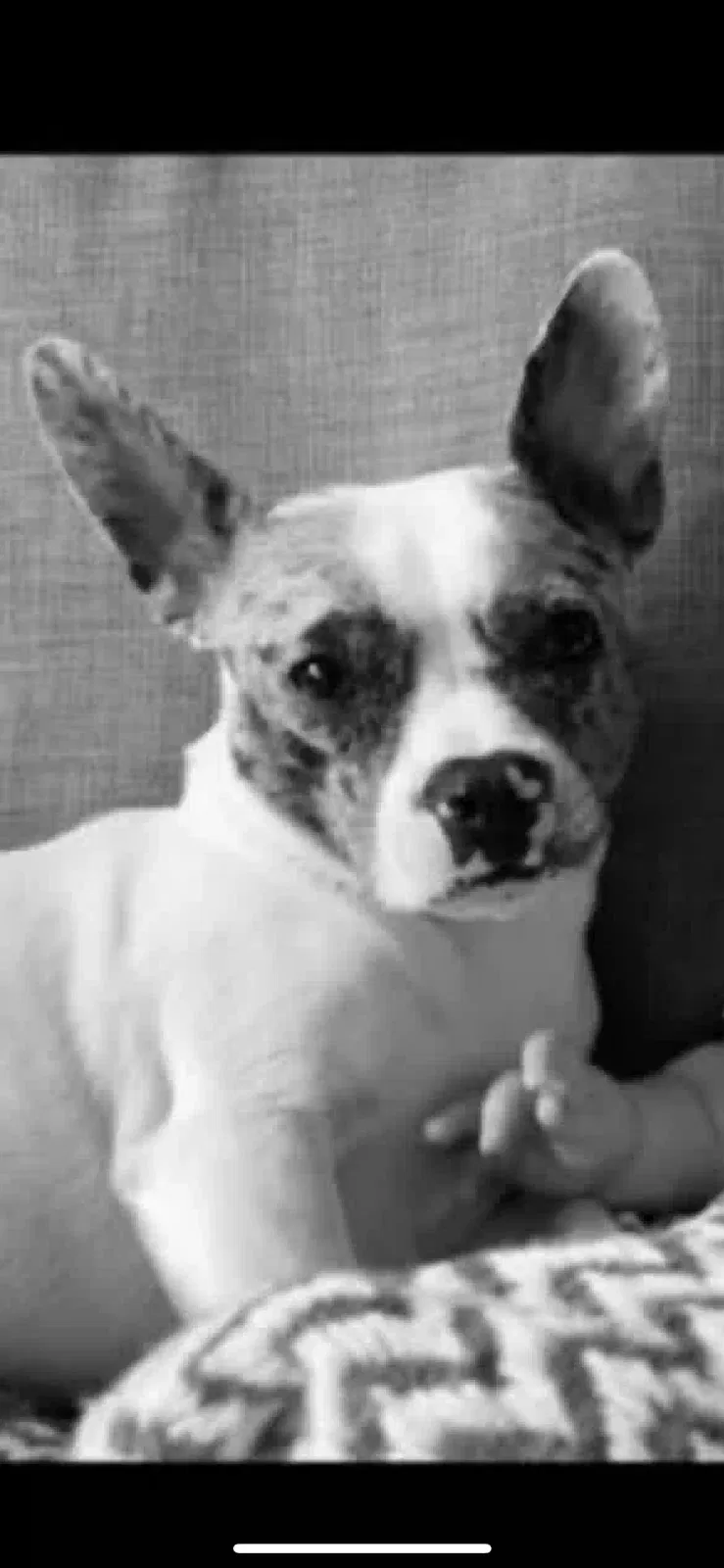 Murphy, Chihuahua/French bulldog Dog for adoption in Leicester, England