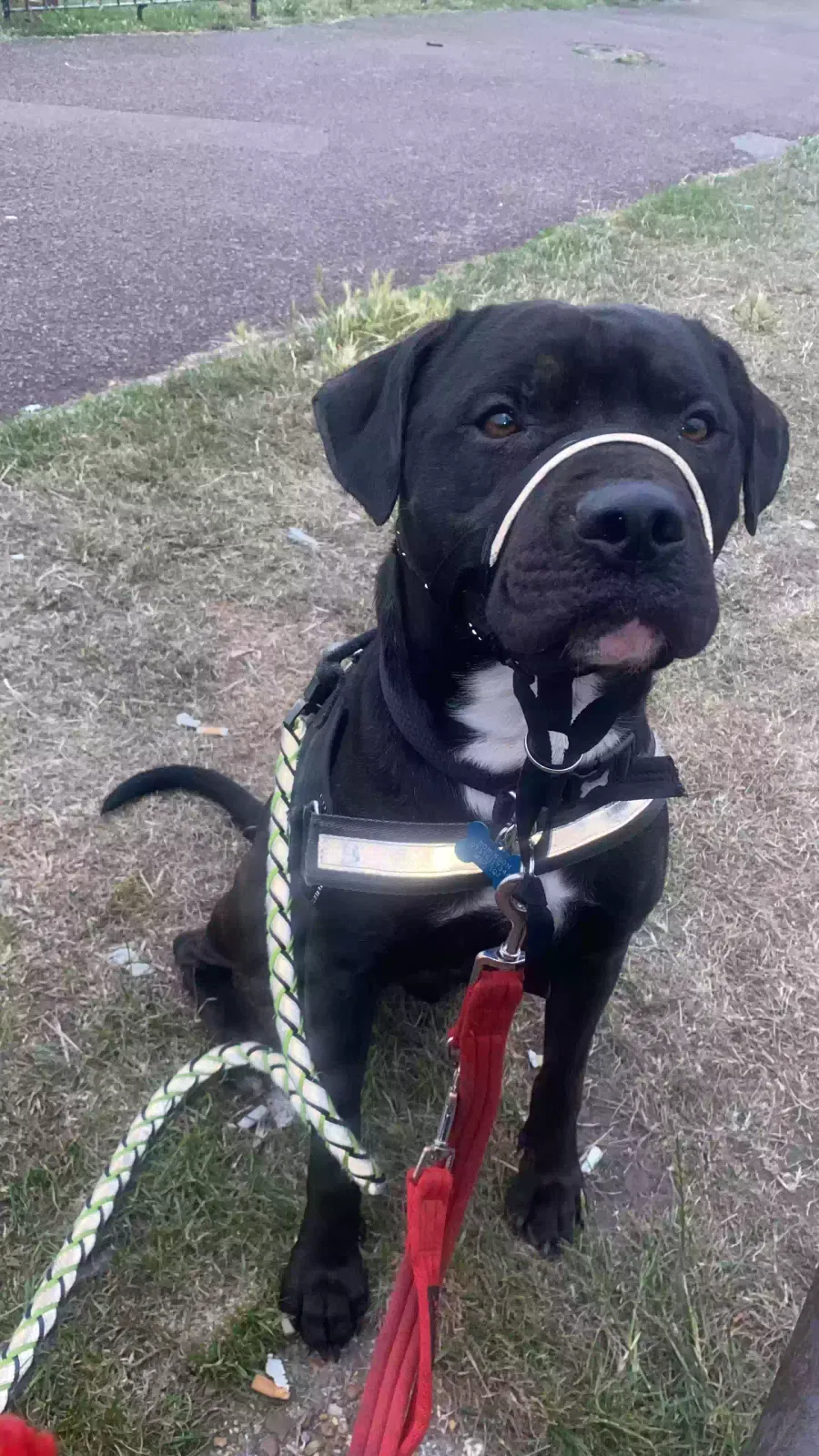 Rolo, Staffordshire bull terrier Dog for adoption in Brighton & Hove, England