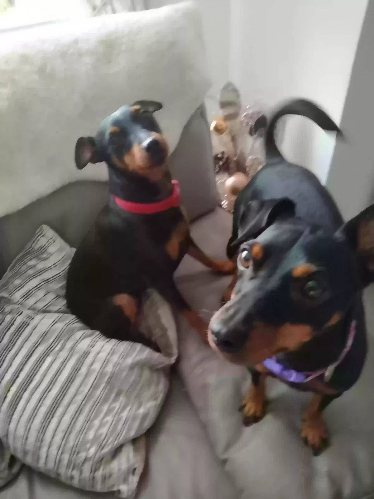 Bella and beau, Miniature pinchers Dog for adoption in Glasgow, Scotland