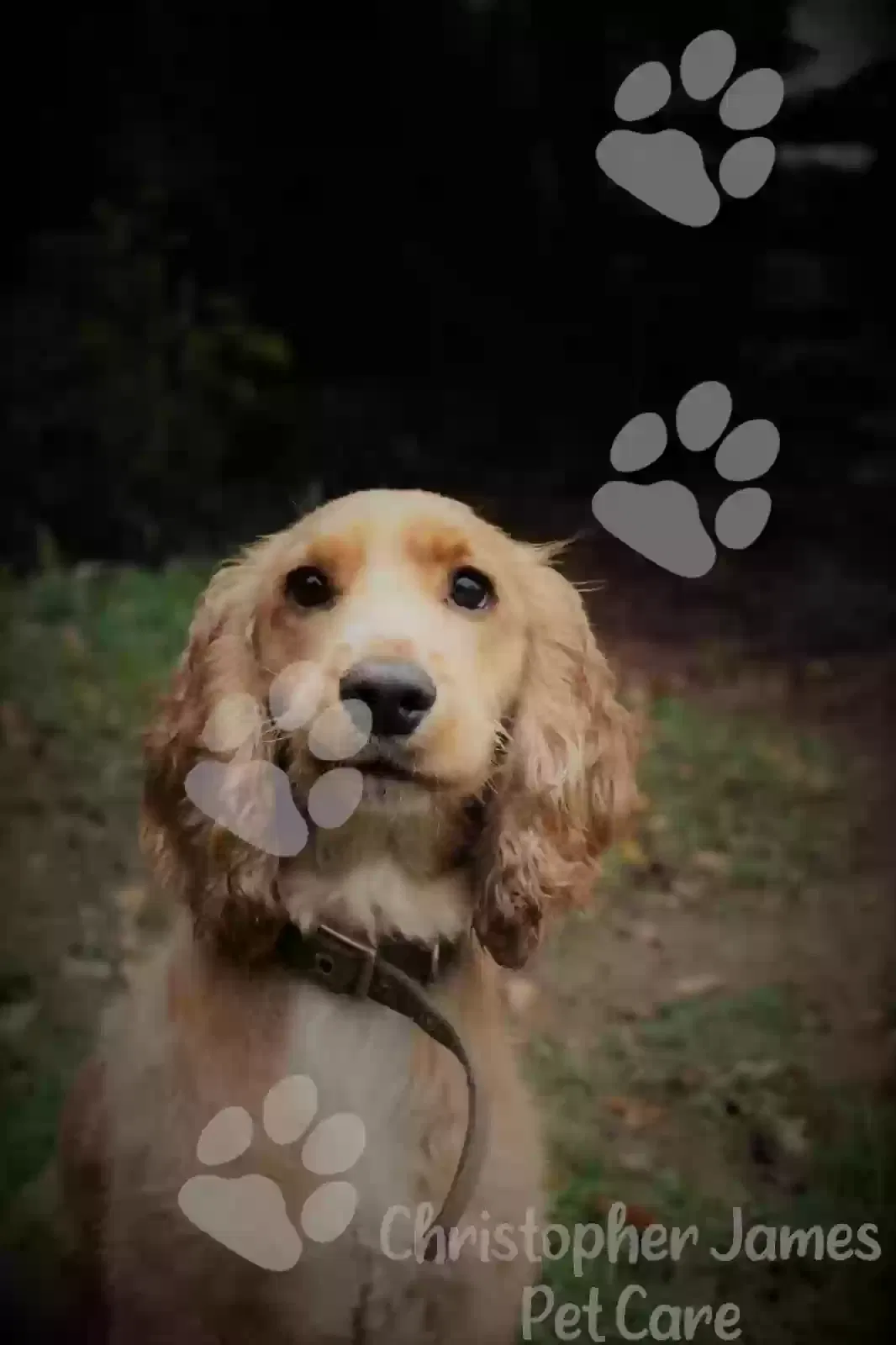 Friday, Cocker Spaniel Dog for adoption in Coventry, England