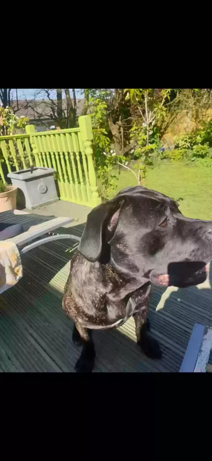 Coco, Cane corso Dog for adoption in Preston, England