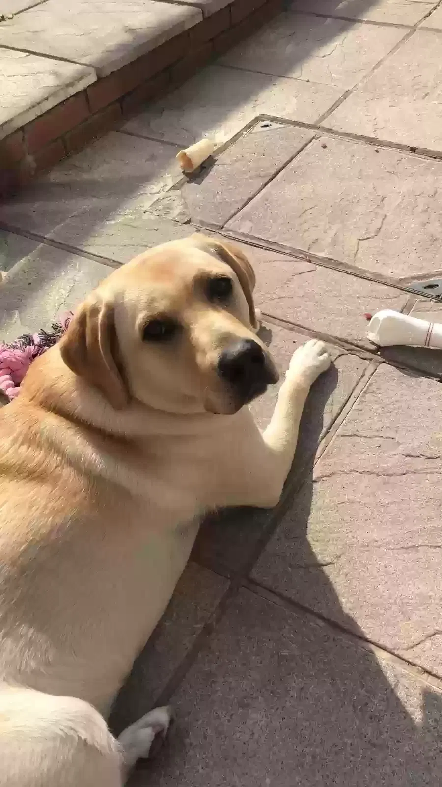 Millie, Labrador Dog for adoption in Manchester, England