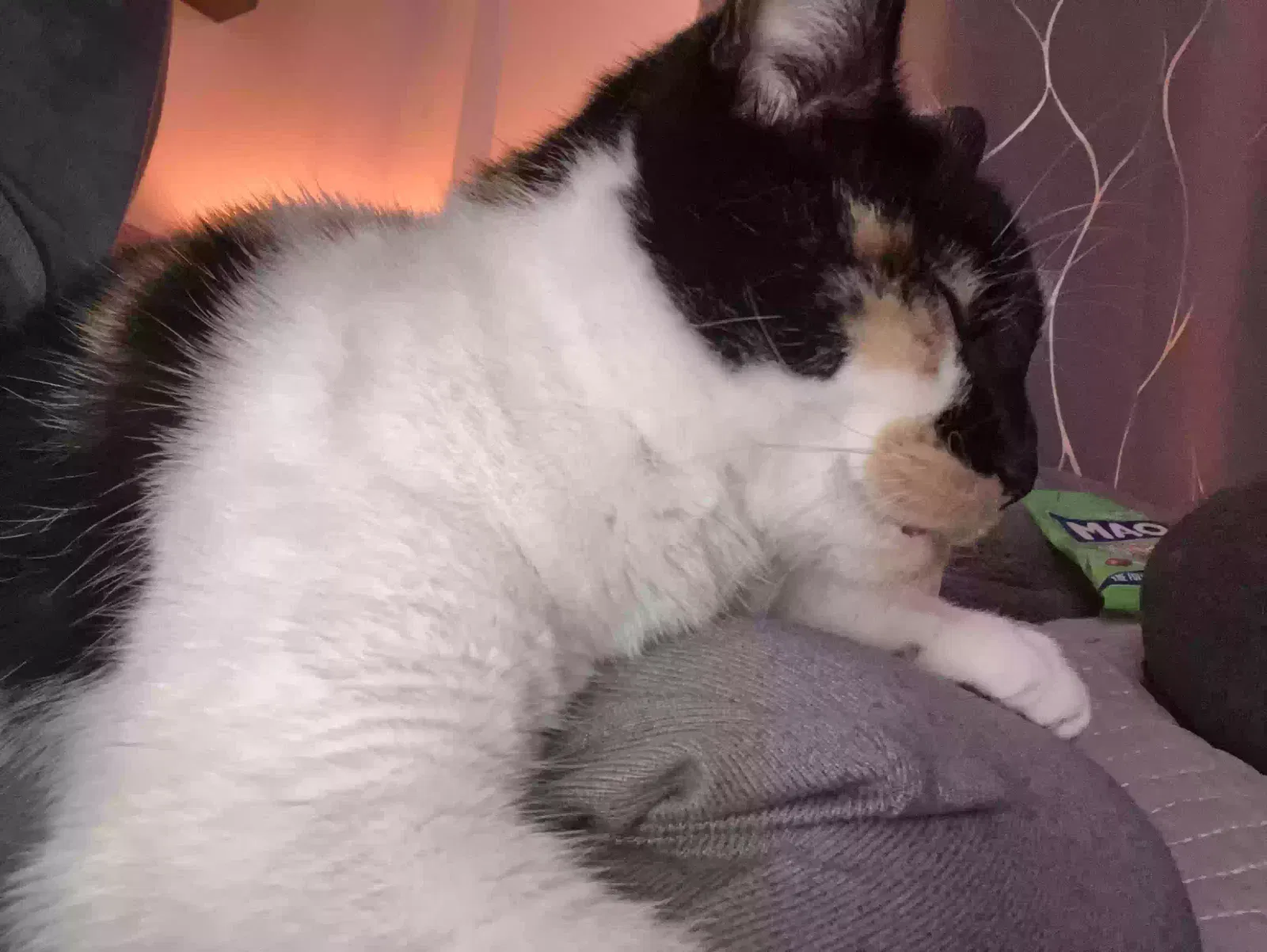 Henna, Unknown Cat for adoption in Bradford, England