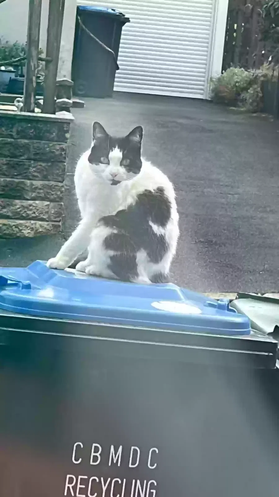 Heart, Unknown Cat for adoption in Bradford, England