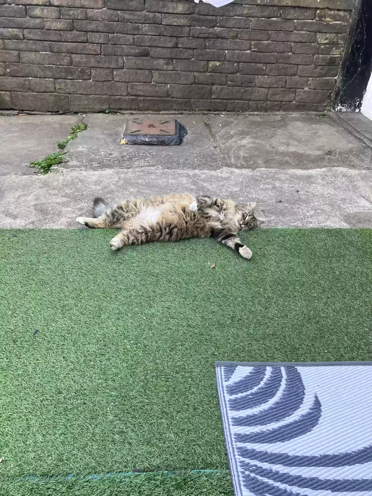 Missy, Unknown Cat for adoption in Bradford, England