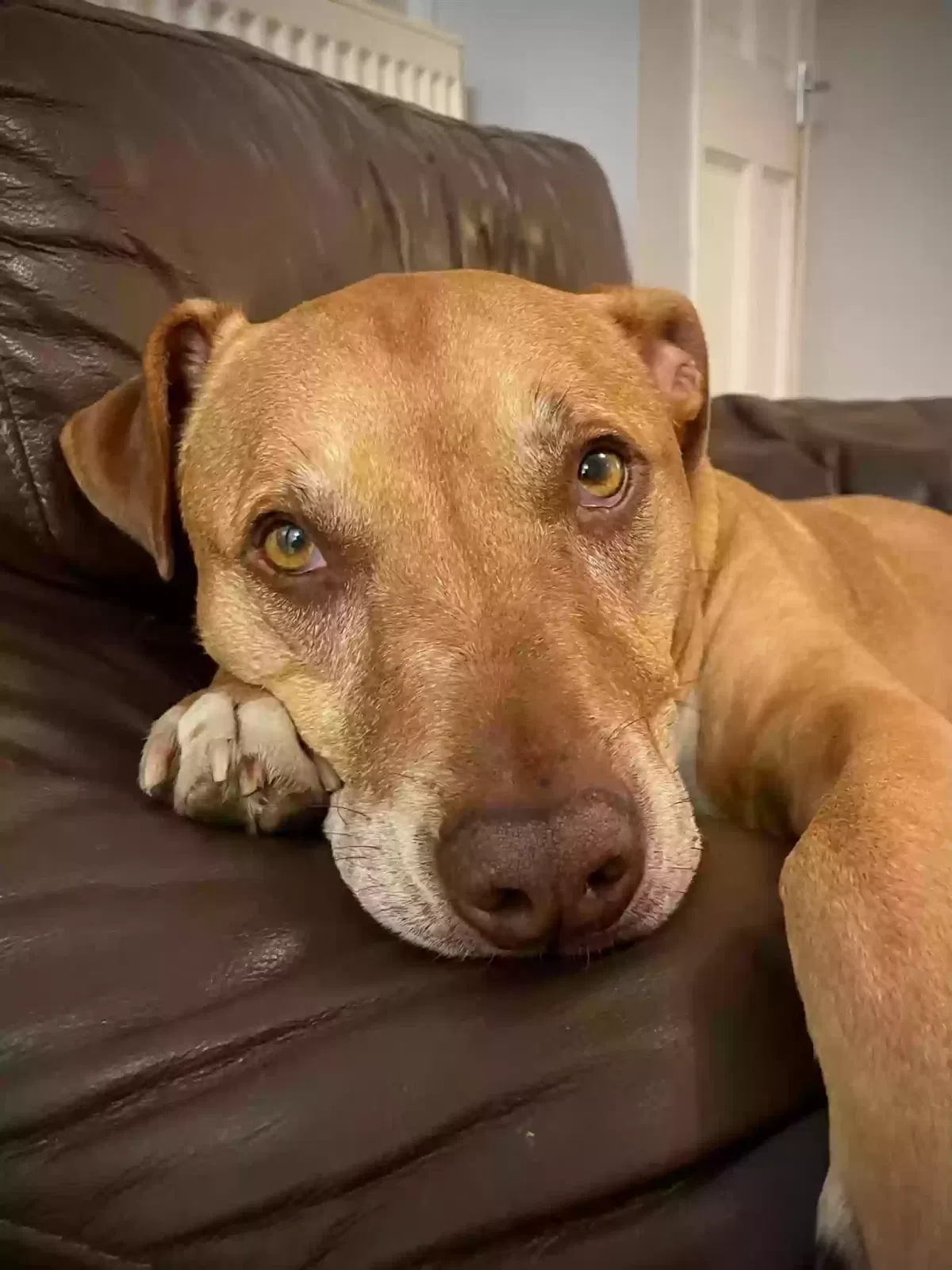 Diesel, Staff x mastiff Dog for adoption in Chelmsford, England
