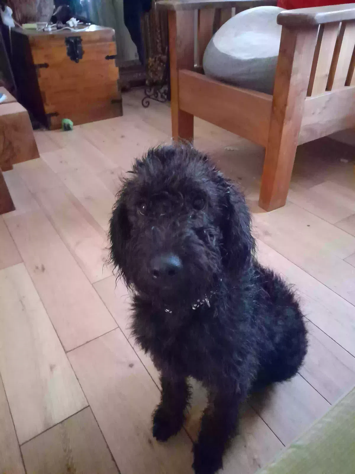 Charlie, Unknown Dog for adoption in Glasgow, Scotland