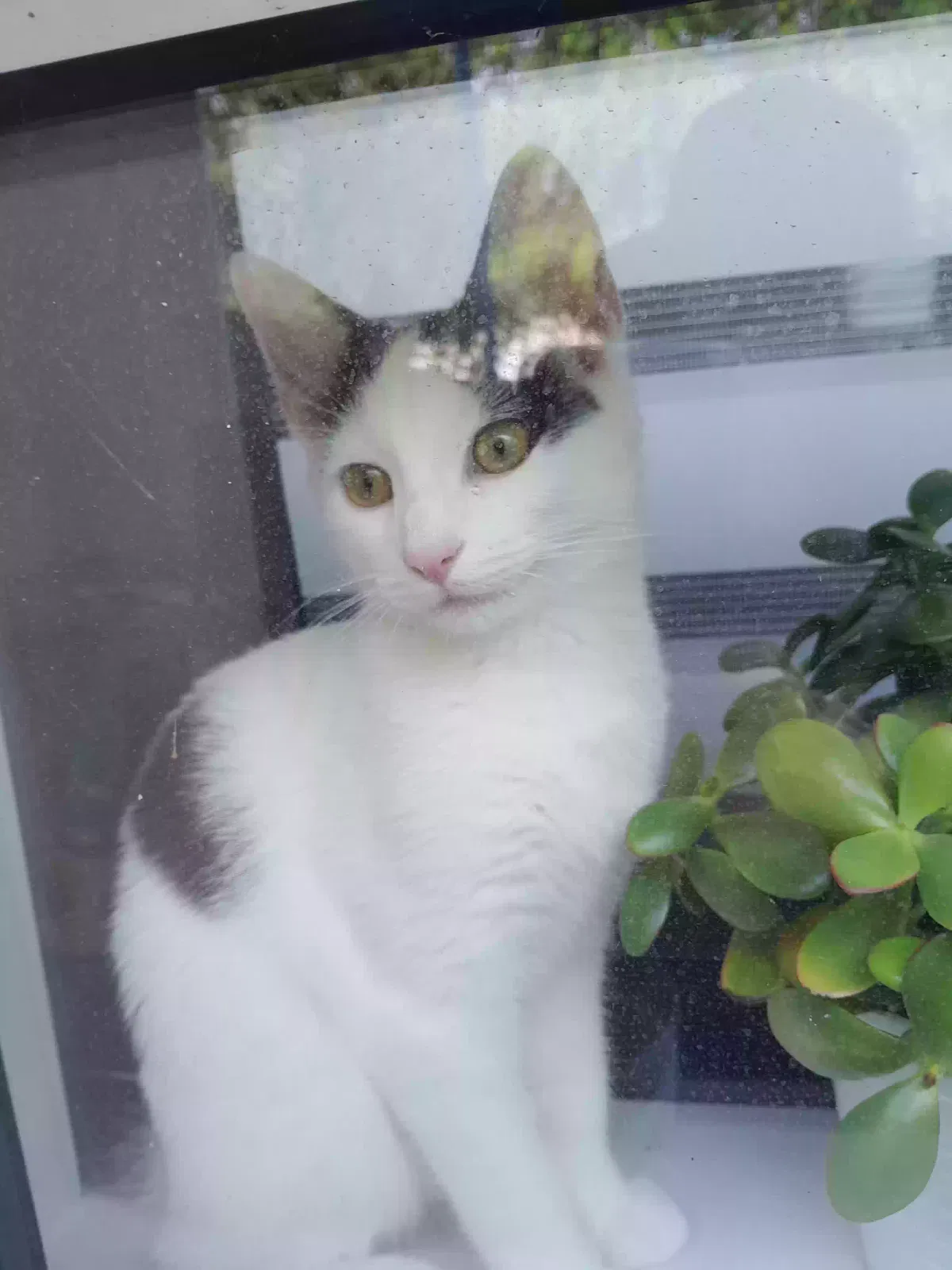 Louis, Scottish Cat for adoption in Glasgow, Scotland
