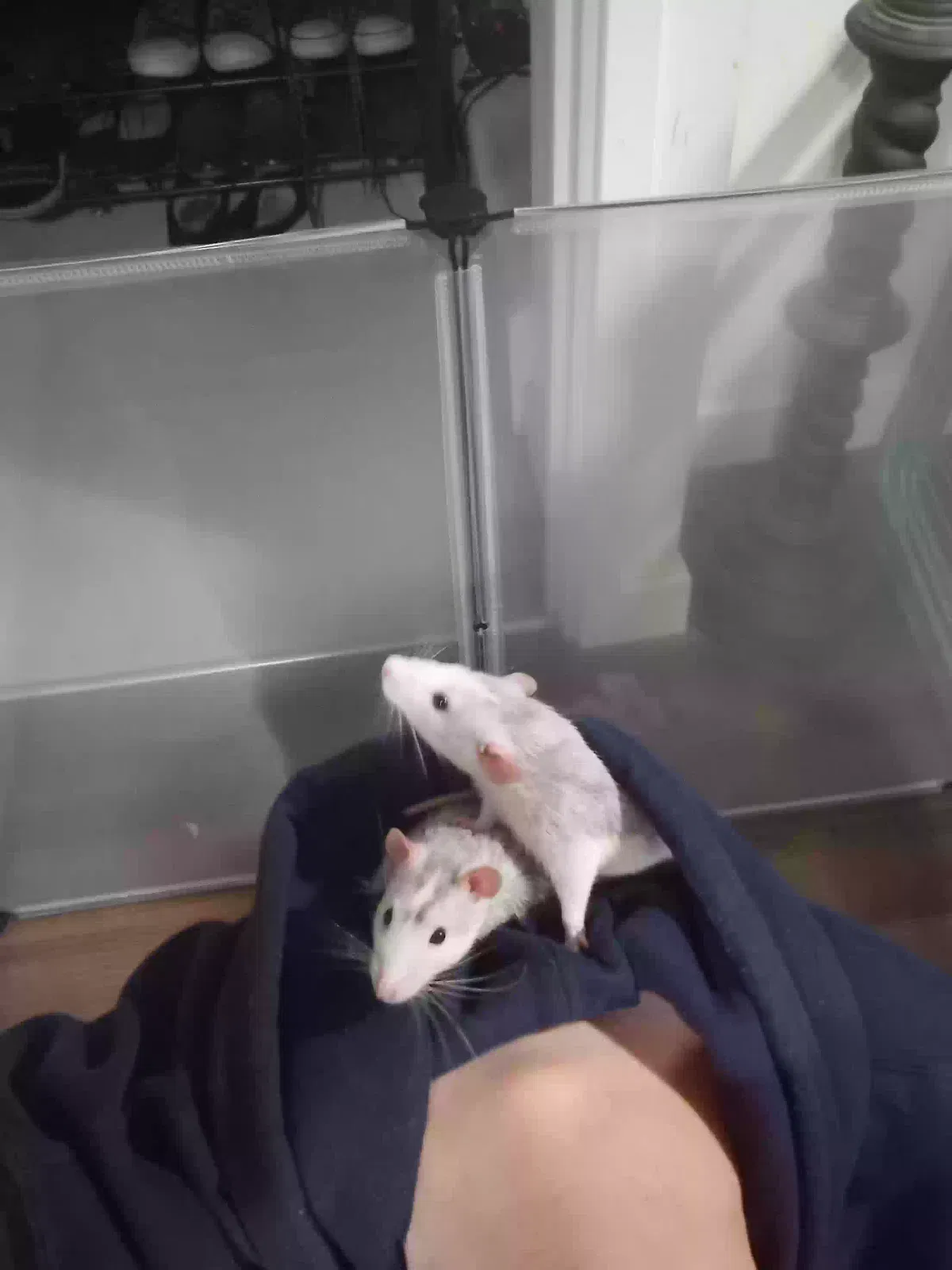 Gorgoroth, Fancy Rat Pet for adoption in Sheffield, England