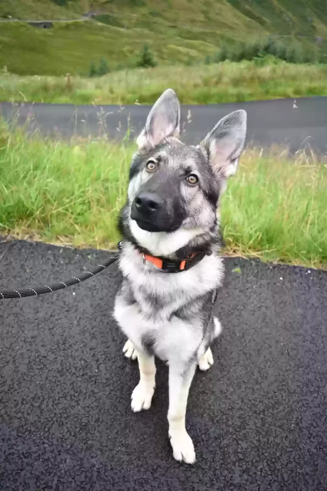 Duke, German Shepard Dog for adoption in Glasgow, Scotland