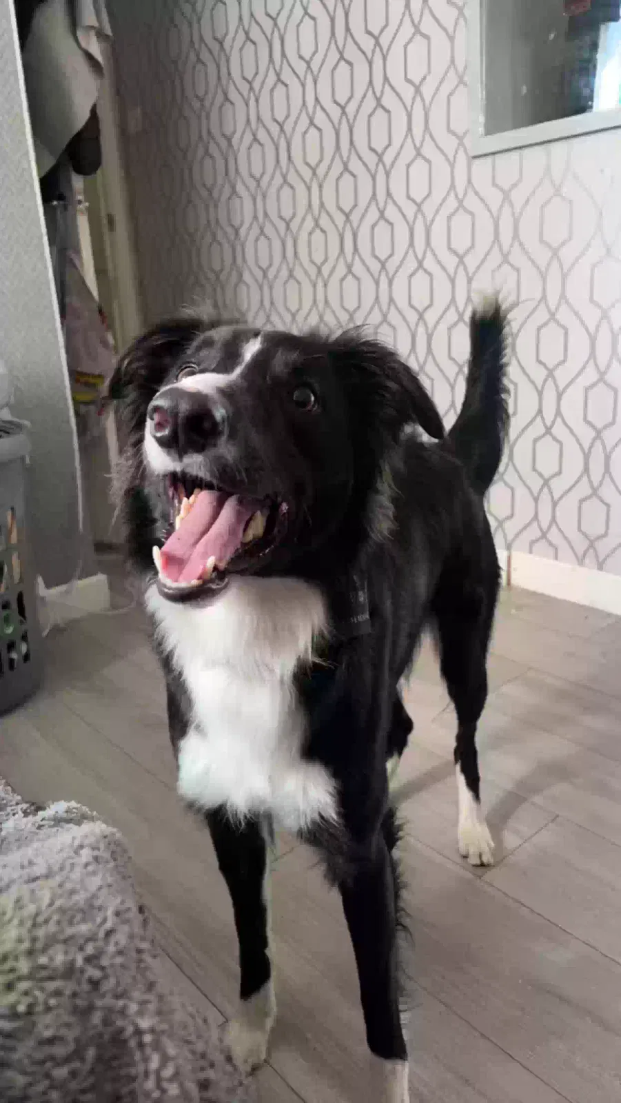 Buddy, Border collie Dog for adoption in Manchester, England