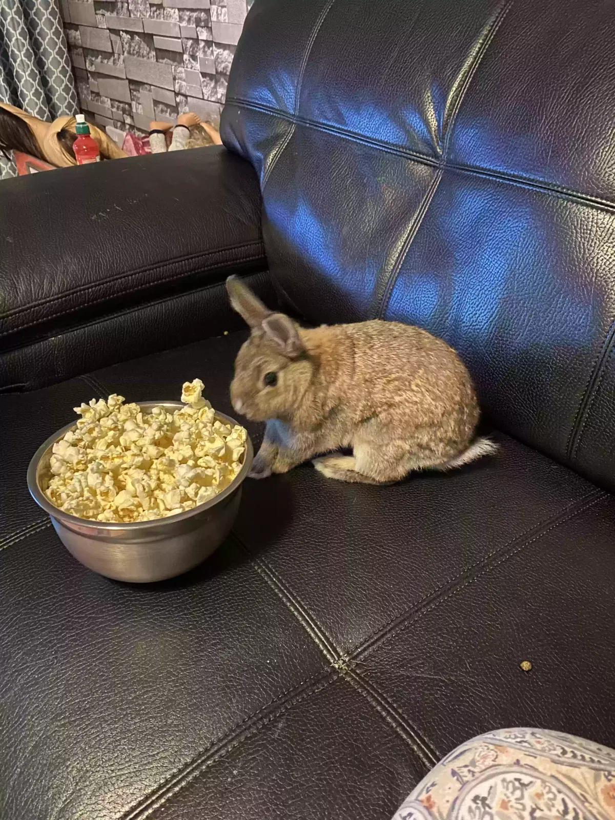 Peter, Netherland Dwarf Pet for adoption in Newcastle Upon Tyne, England
