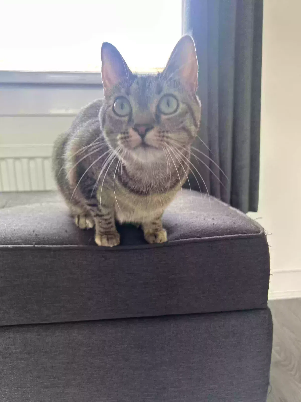 Kitana, British shorthair Cat for adoption in Glasgow, Scotland