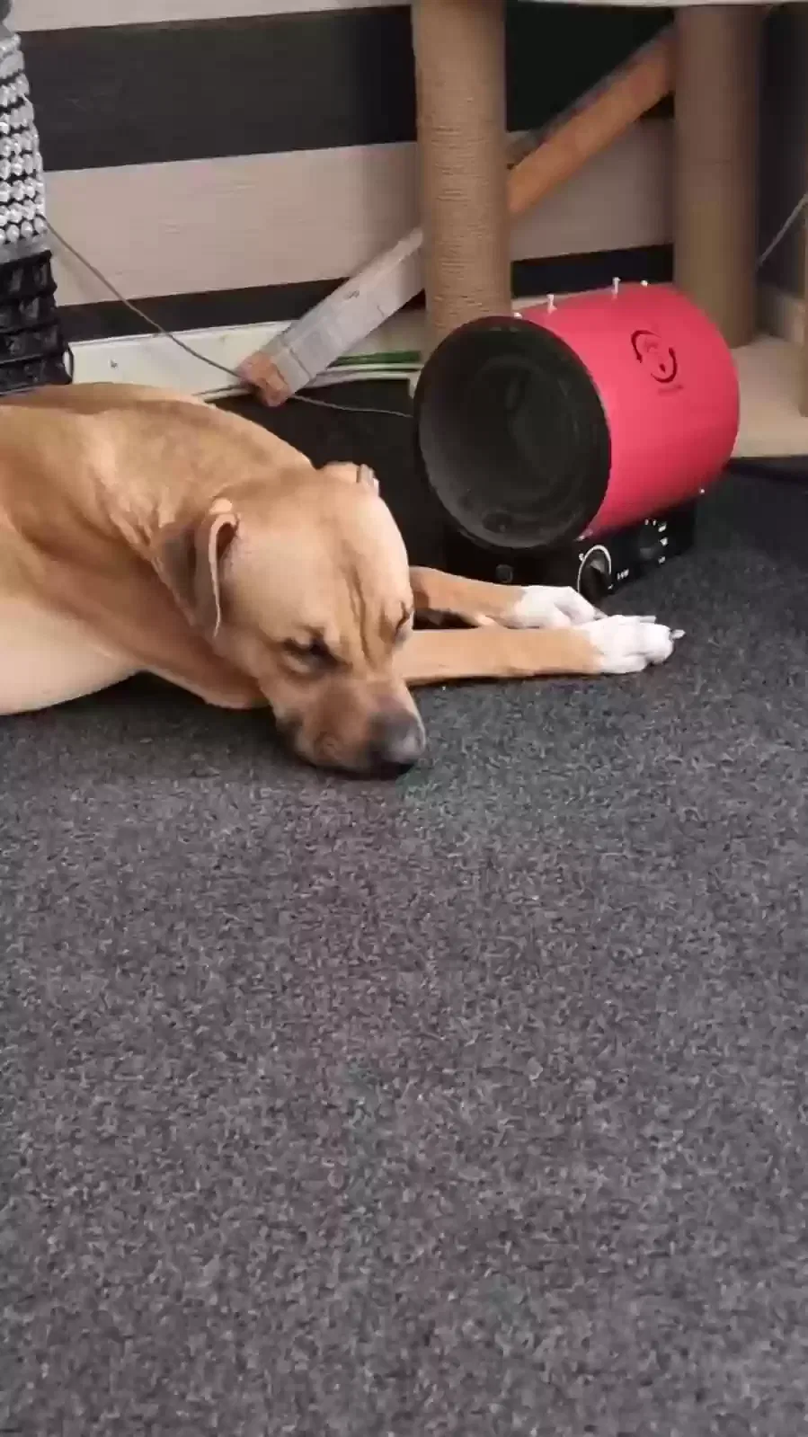 Tyson, Unknown Dog for adoption in Glasgow, Scotland