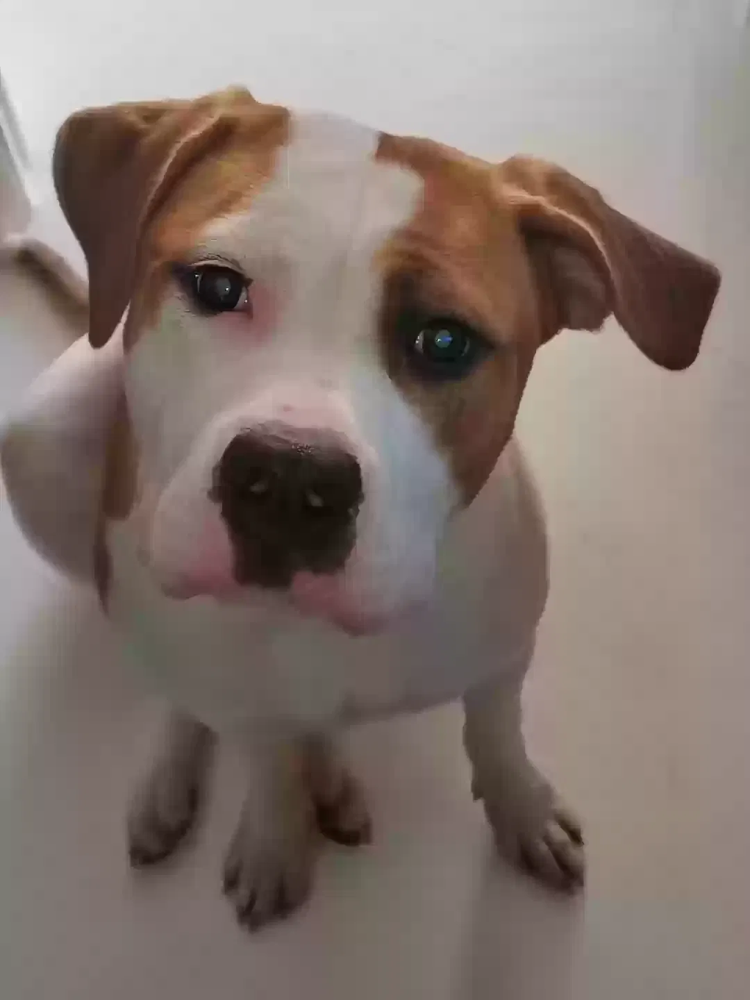 Royalty - Lexi, bully x Dog for adoption in London, England