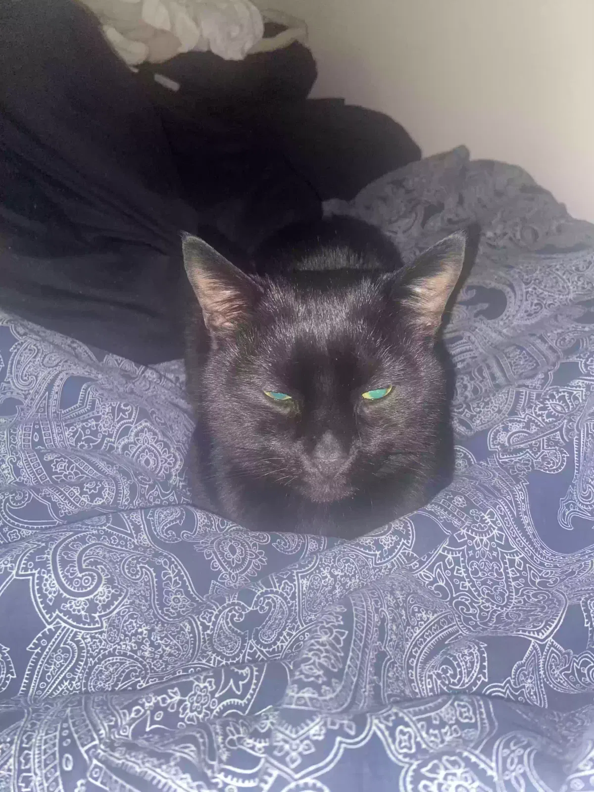 Limmy, Unknown Cat for adoption in Glasgow, Scotland