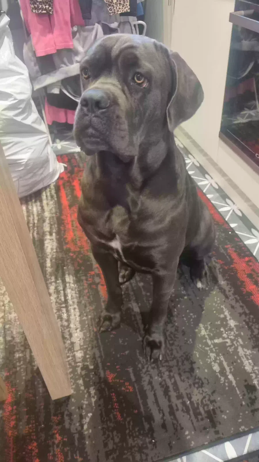 Sasha, Cane corso Dog for adoption in Stoke-On-Trent, England