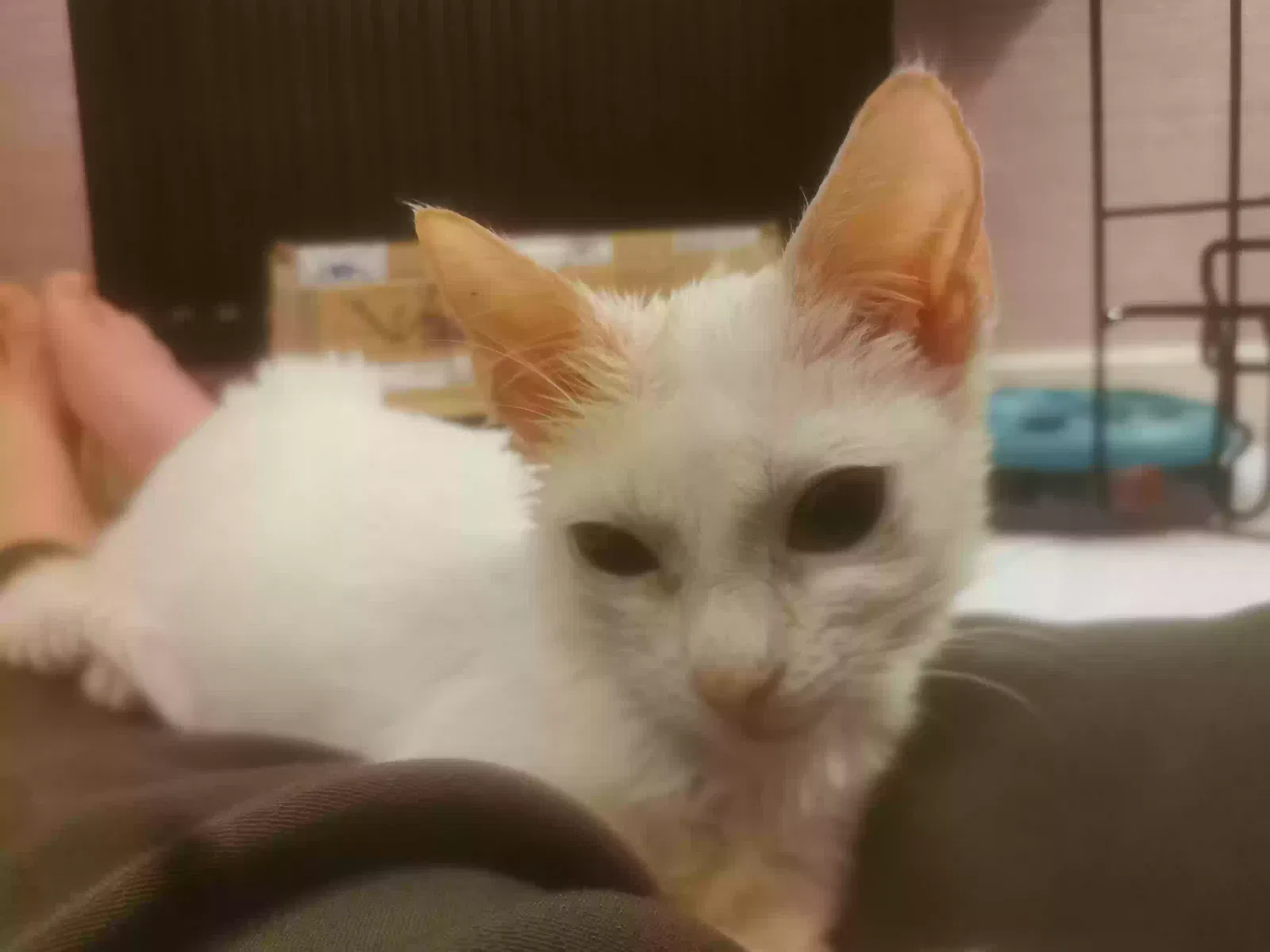 Boo, Moggy Cat for adoption in Cambridge, England