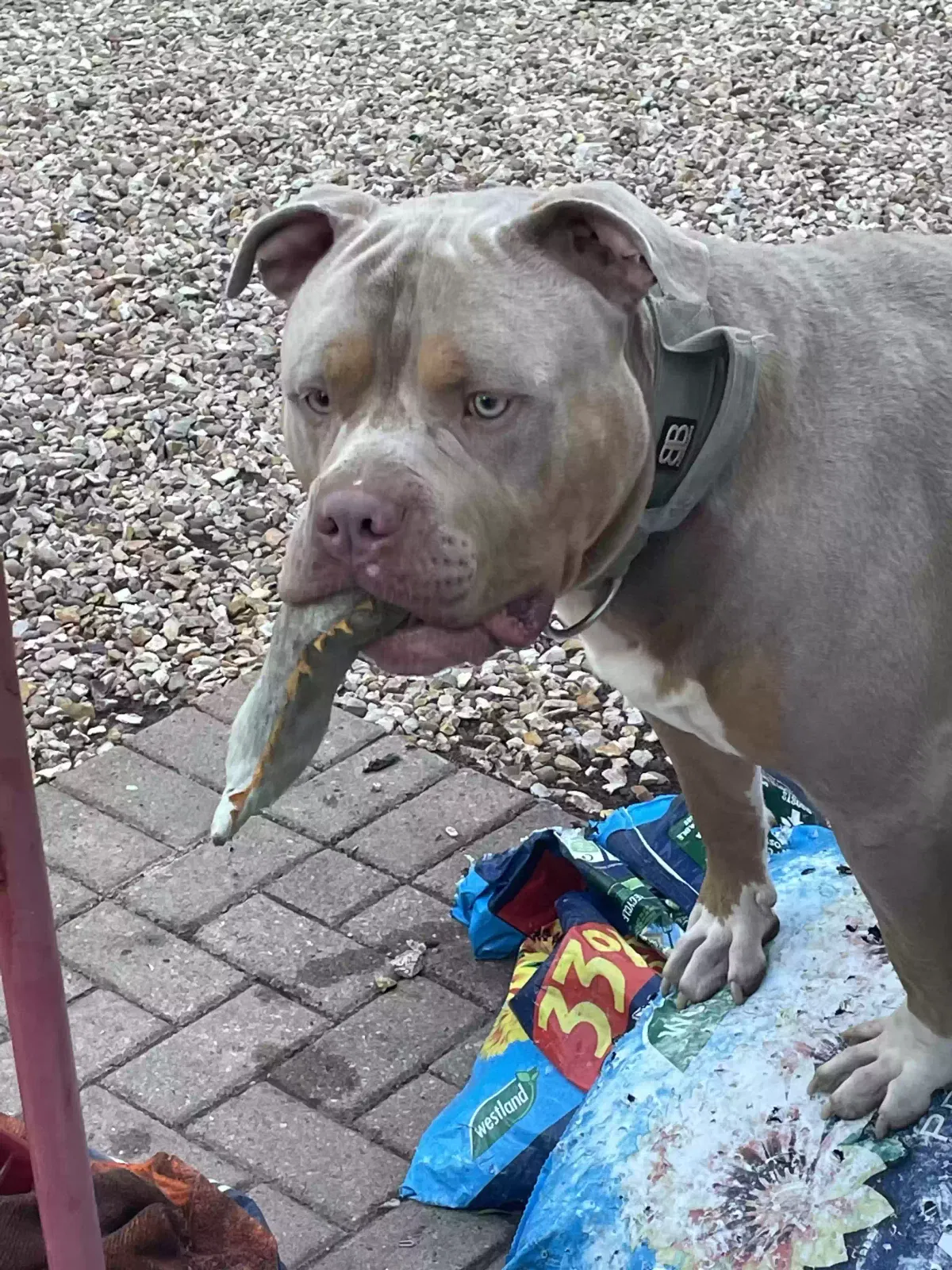 Boss, Xl bully Dog for adoption in Kingston Upon Hull, England