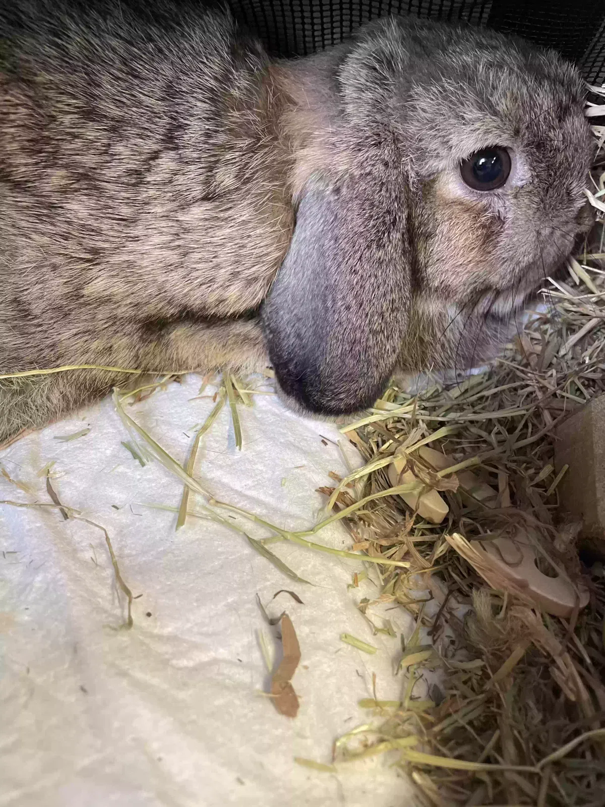 Basil, Mini Lop Pet for adoption in London, England