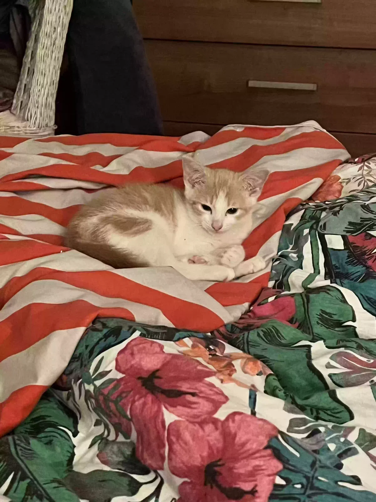 Boris, Unknown Cat for adoption in Chelmsford, England