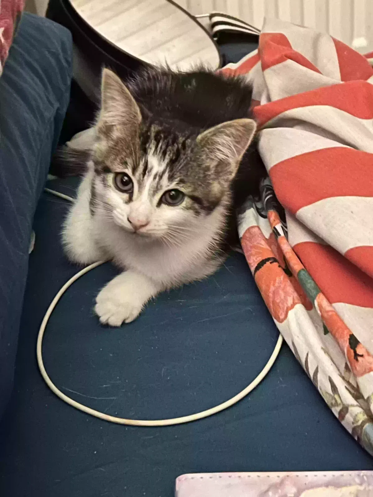 Cat, Unknown Cat for adoption in Chelmsford, England