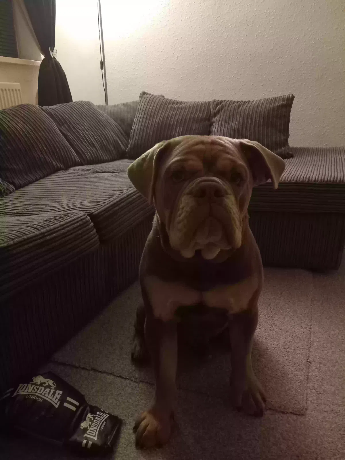 Tyson, Olde English bulldogge Dog for adoption in Wolverhampton, England