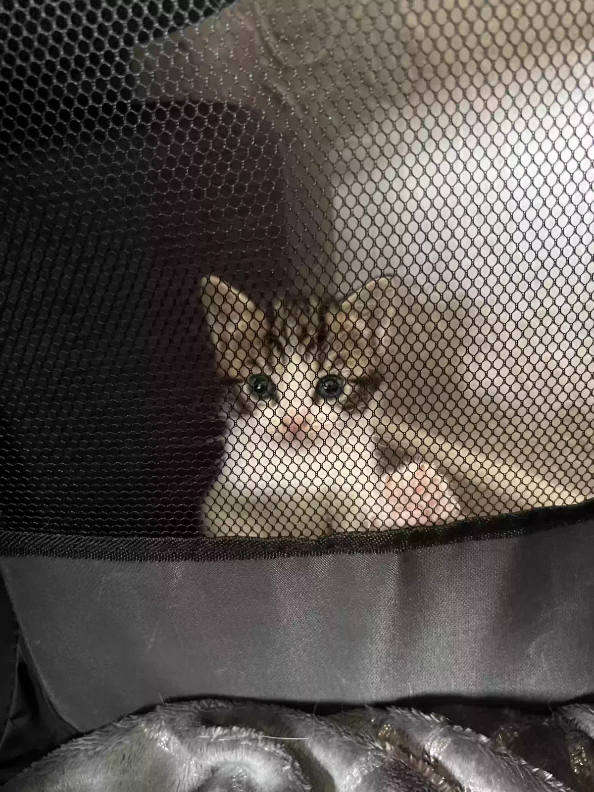 Simba, Tabby Cat for adoption in Stoke-On-Trent, England