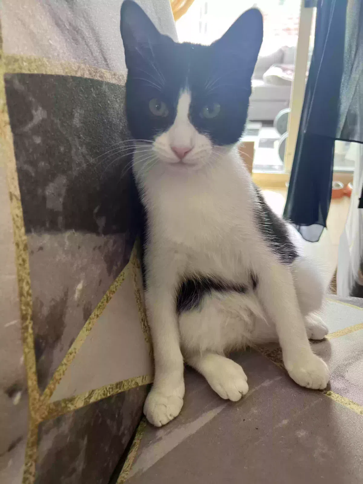 Oreo, Tabby Cat for adoption in Stoke-On-Trent, England