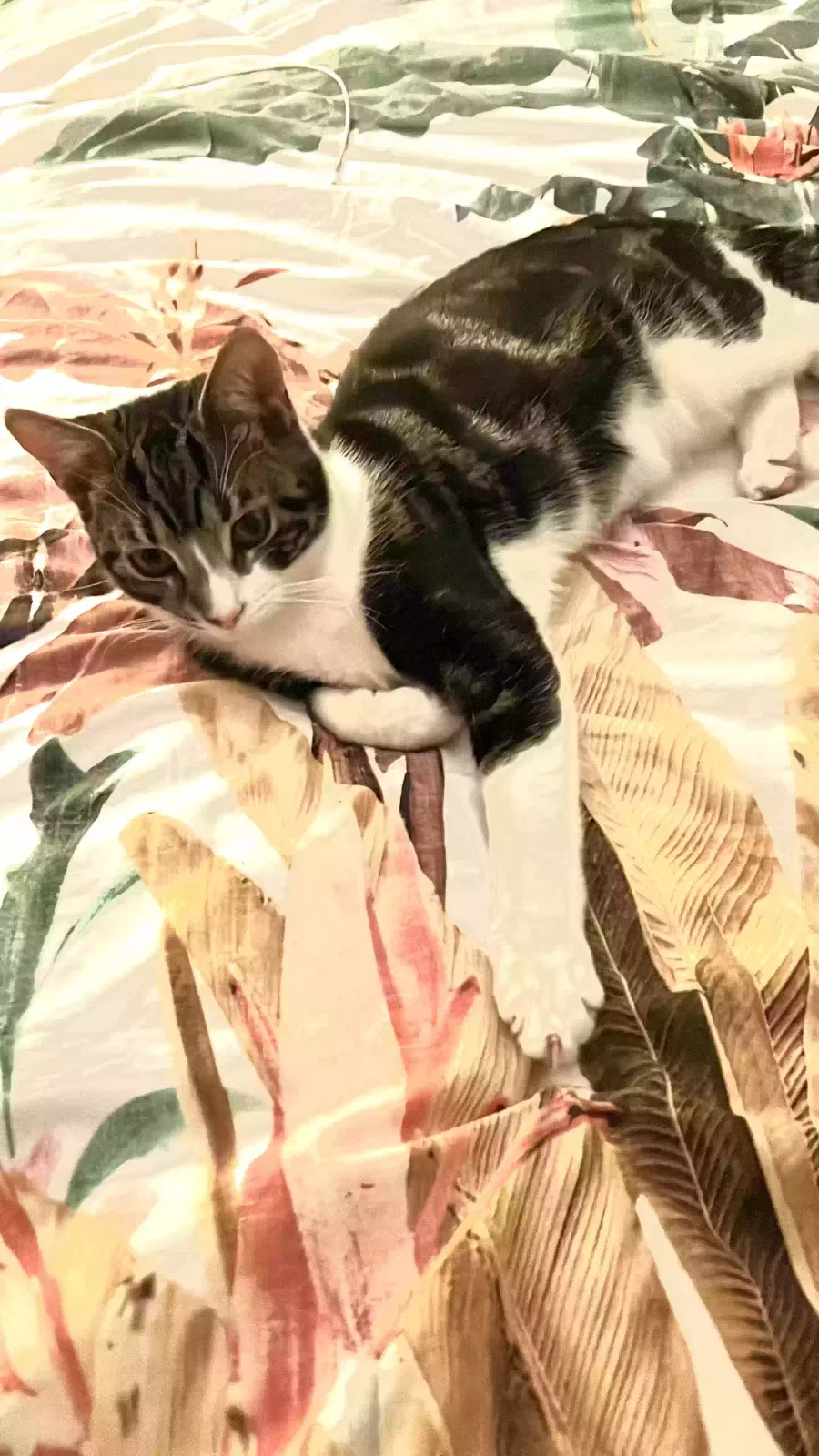 Kai, Domestic shorthair Cat for adoption in Stoke-On-Trent, England