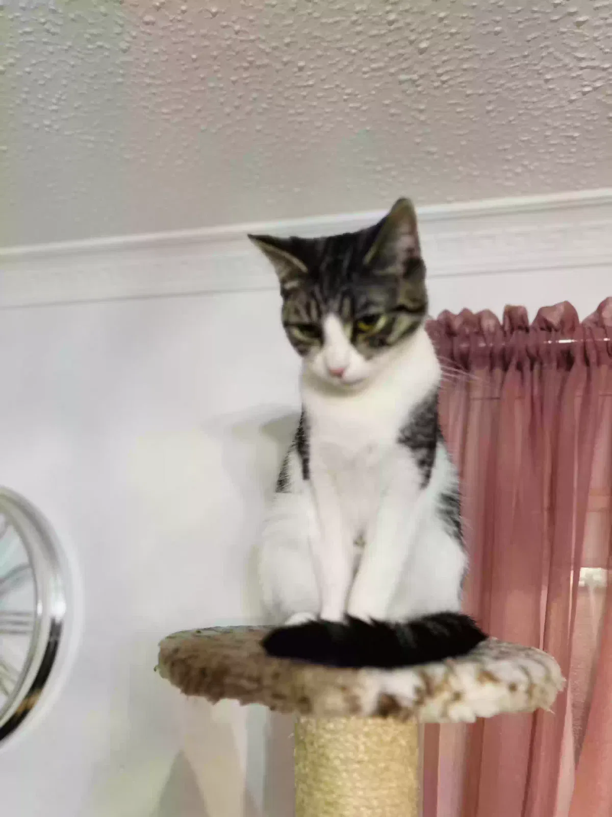 Niki, Tabby Cat for adoption in Stoke-On-Trent, England