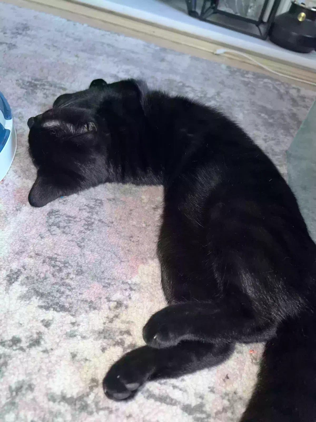 Laila, Tabby Cat for adoption in Stoke-On-Trent, England
