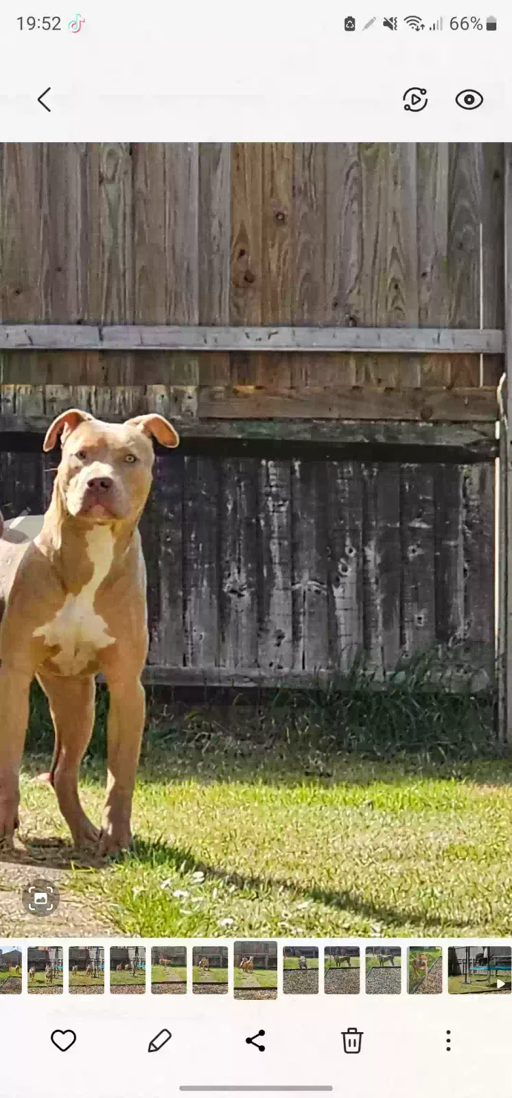 Aegon, Xl bully Dog for adoption in London, England