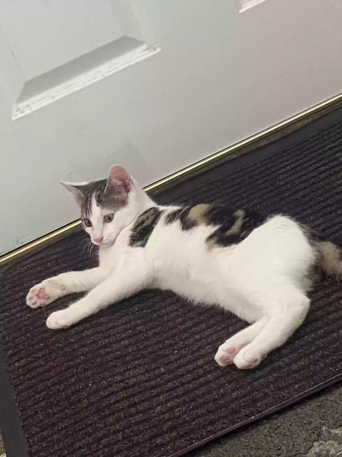 Hunter, Unknown Cat for adoption in Bradford, England
