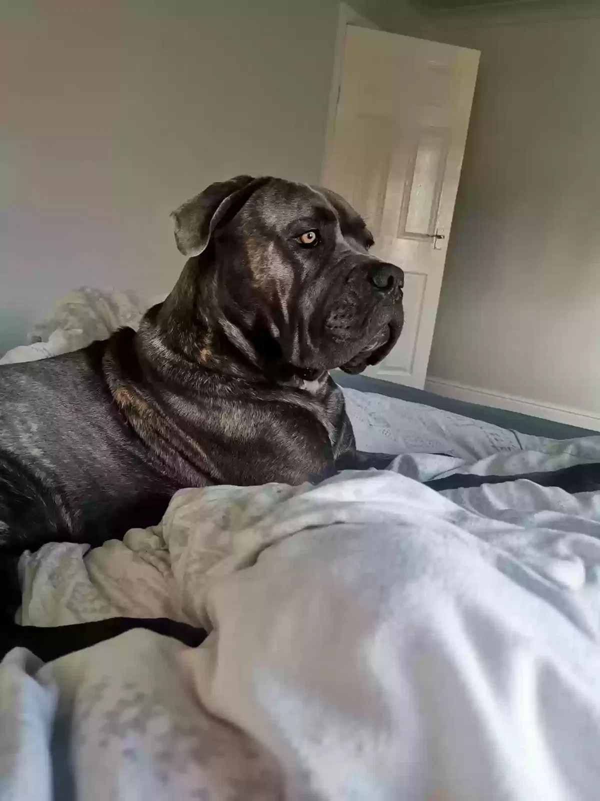 Bruce, Cane Corso Dog for adoption in Durham, England