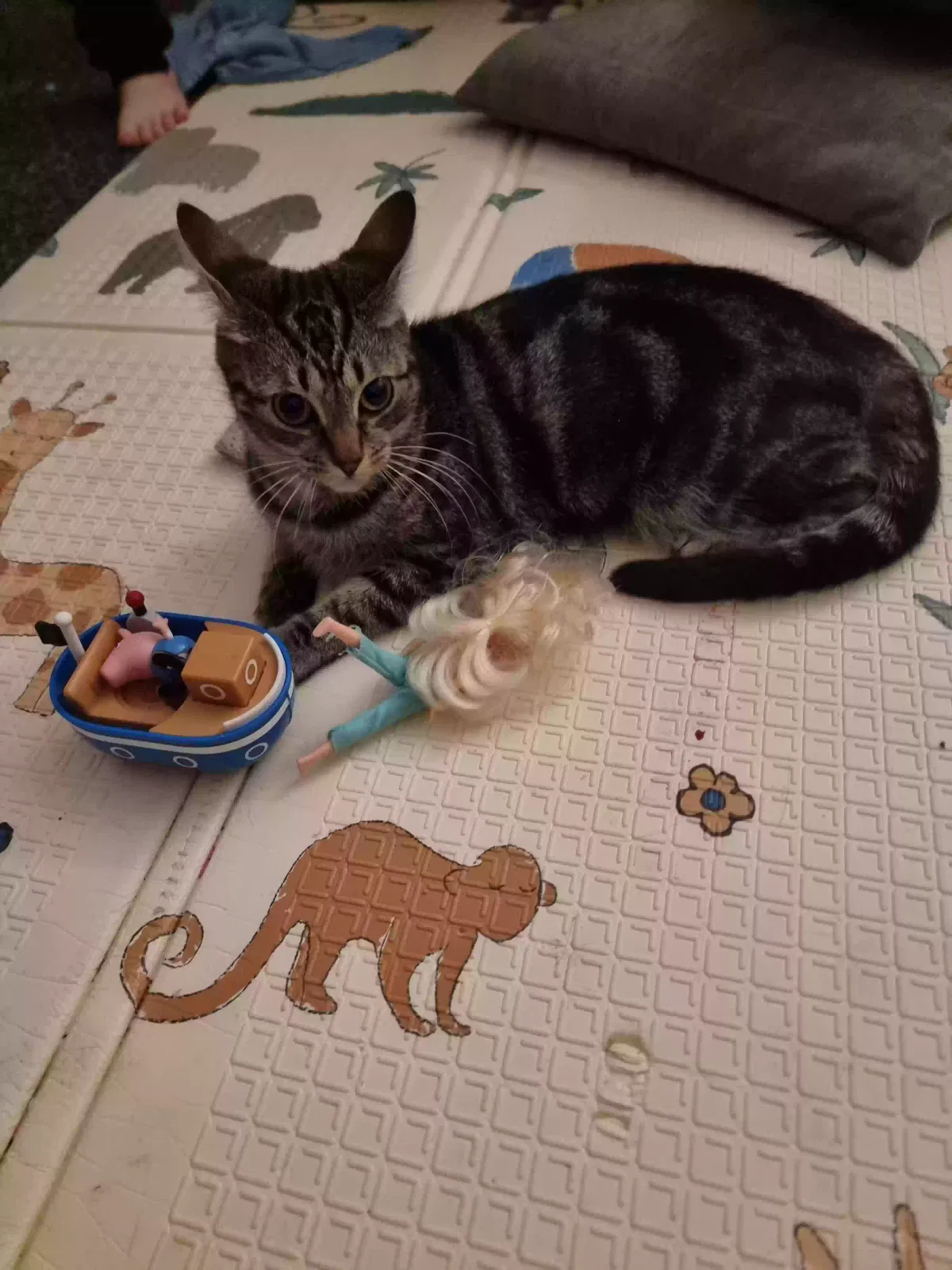Oreo, Unknown Cat for adoption in Stoke-On-Trent, England