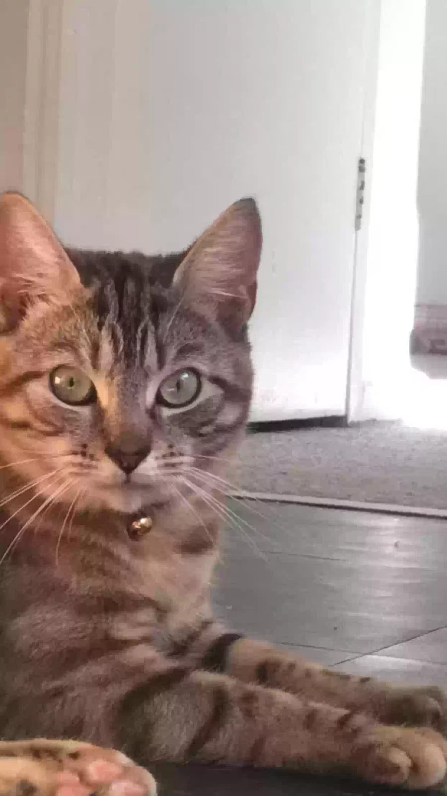 May, Mix breed Cat for adoption in Manchester, England
