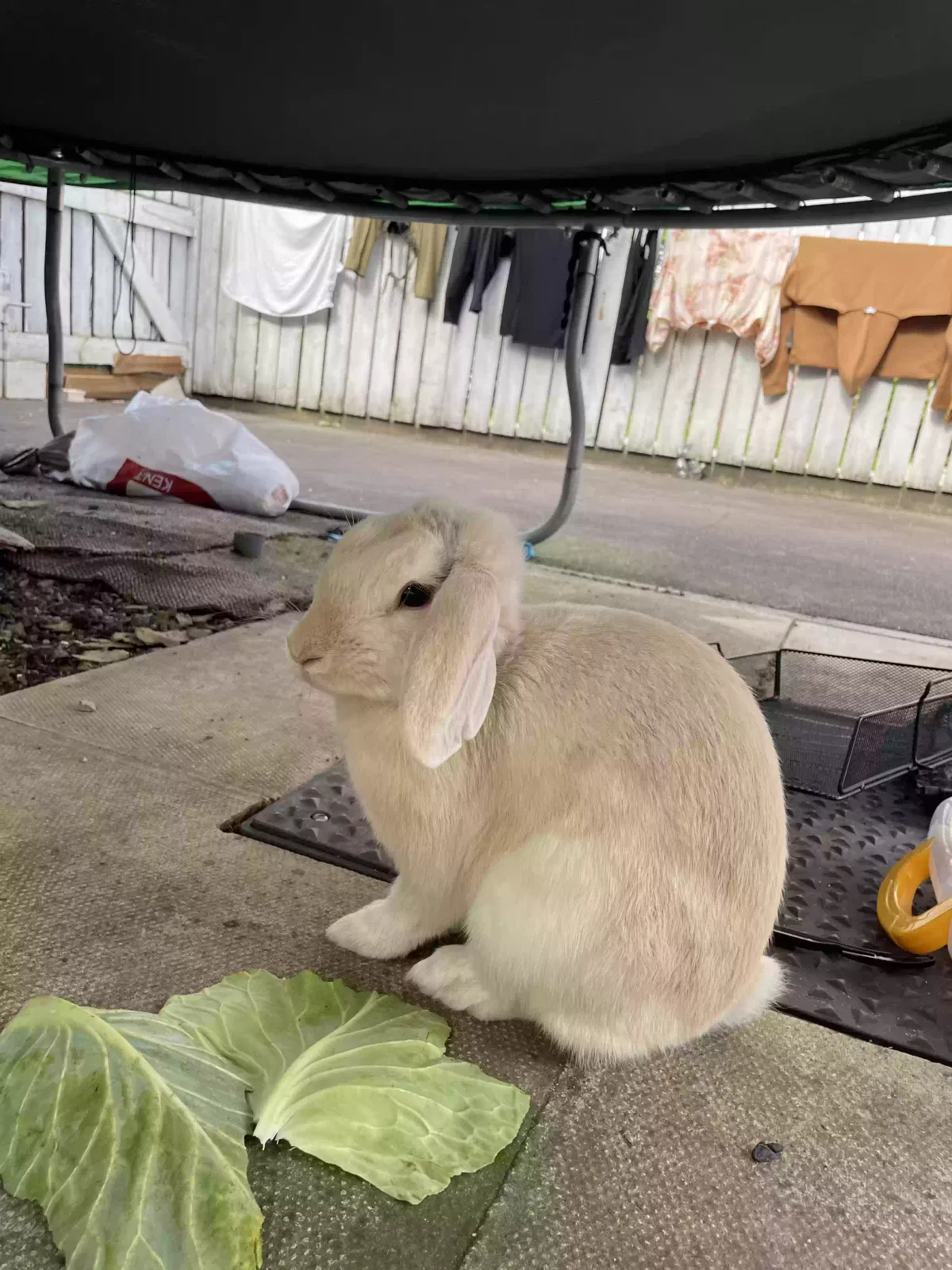 Pet, holland lop Pet for adoption in Manchester, England