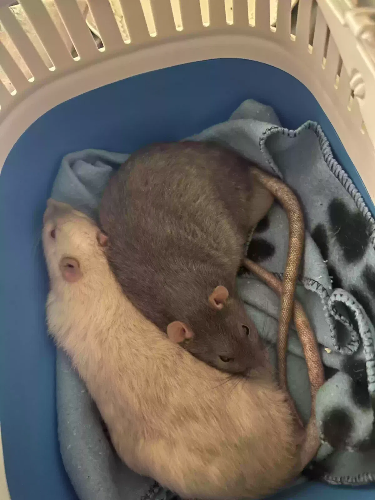 Smuggler and Bandit, Unknown Pet for adoption in Leeds, England