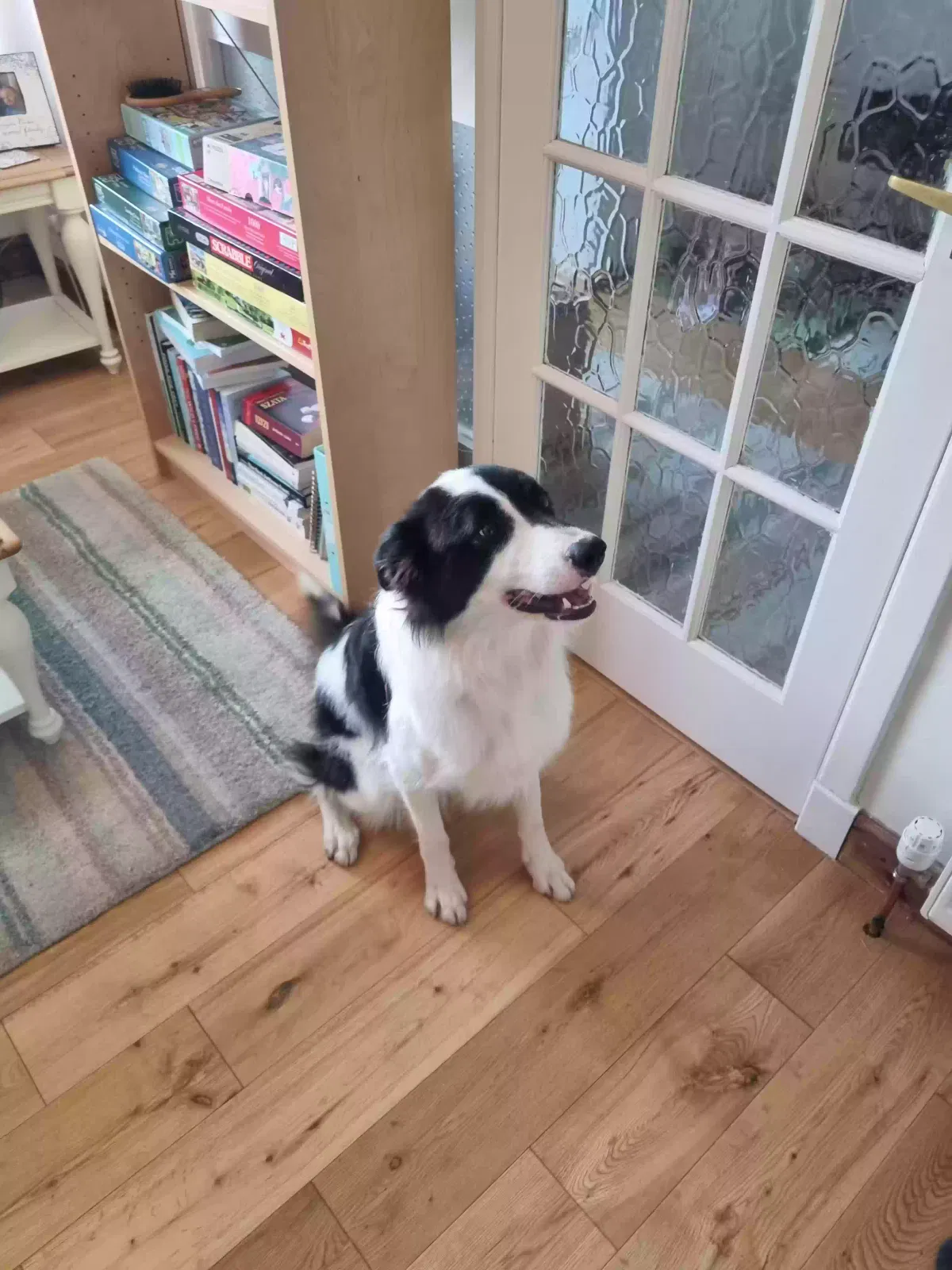 Tim, Border Collie Dog for adoption in Dundee, Scotland