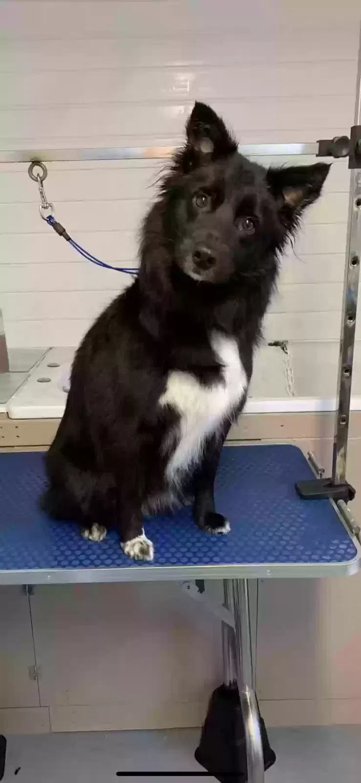 Jess, Border Collie Dog for adoption in Belfast, Northern Ireland