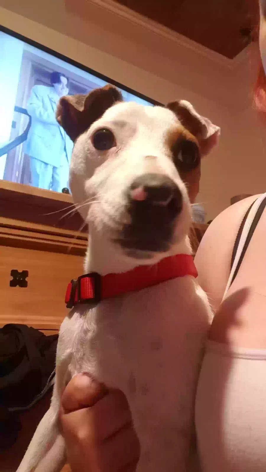 Rusty, Jack Russell Dog for adoption in Brighton & Hove, England