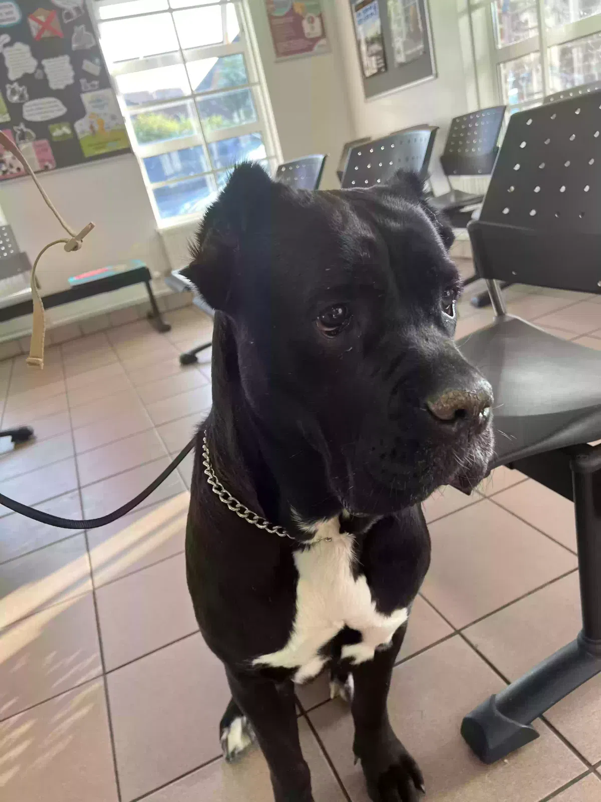 Narla, Cane corso Dog for adoption in Coventry, England