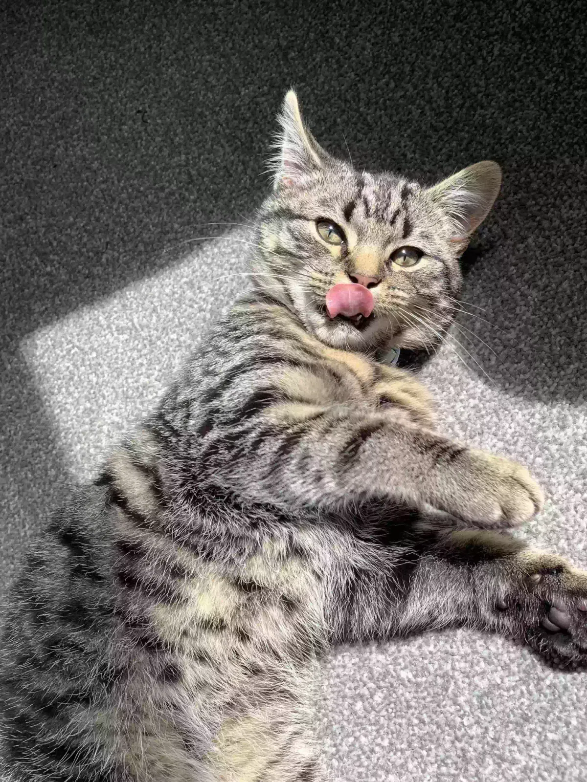 Meeko, Tabby with bits of Bengal Cat for adoption in Manchester, England