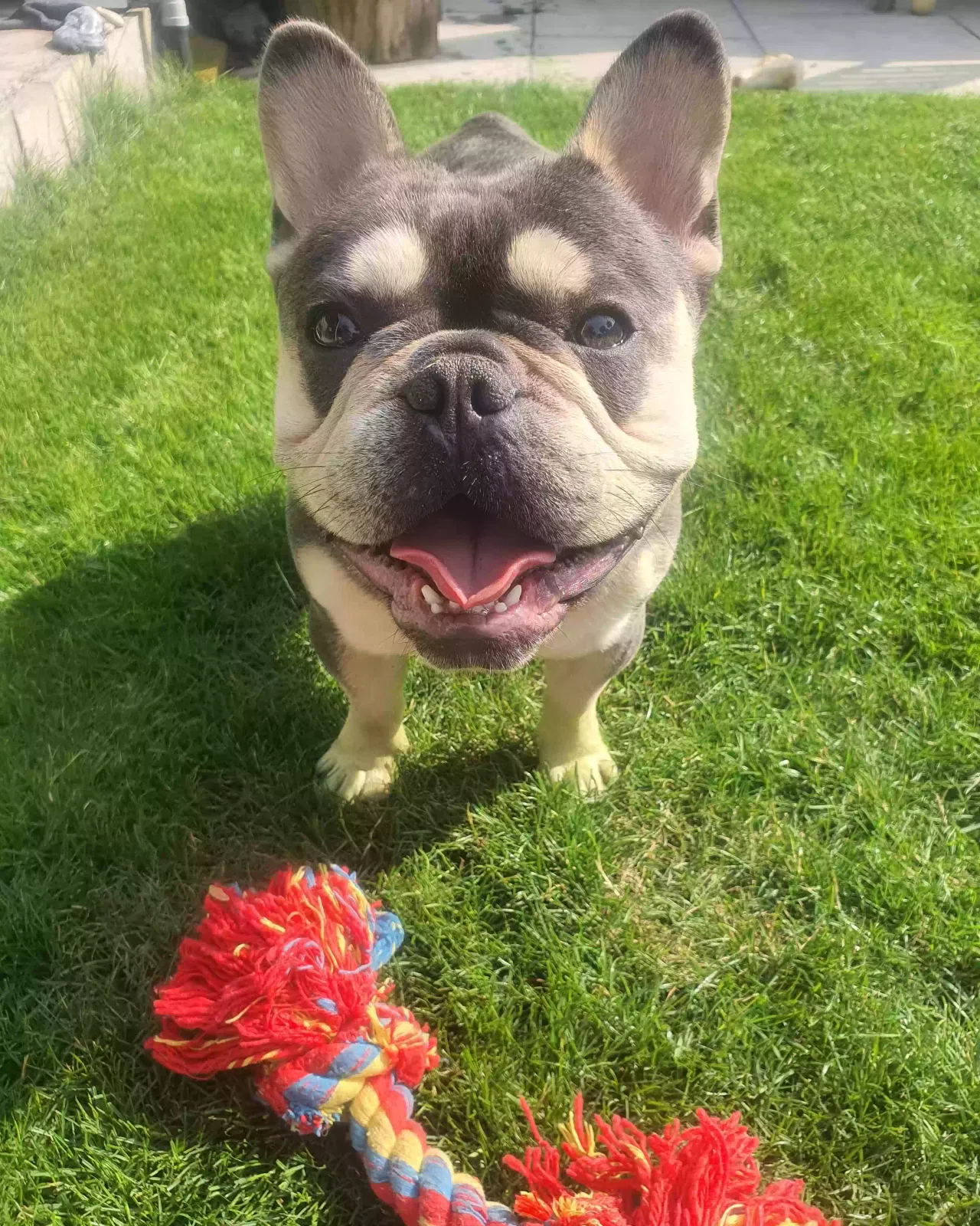 Chase, French bulldog Dog for adoption in Liverpool, England