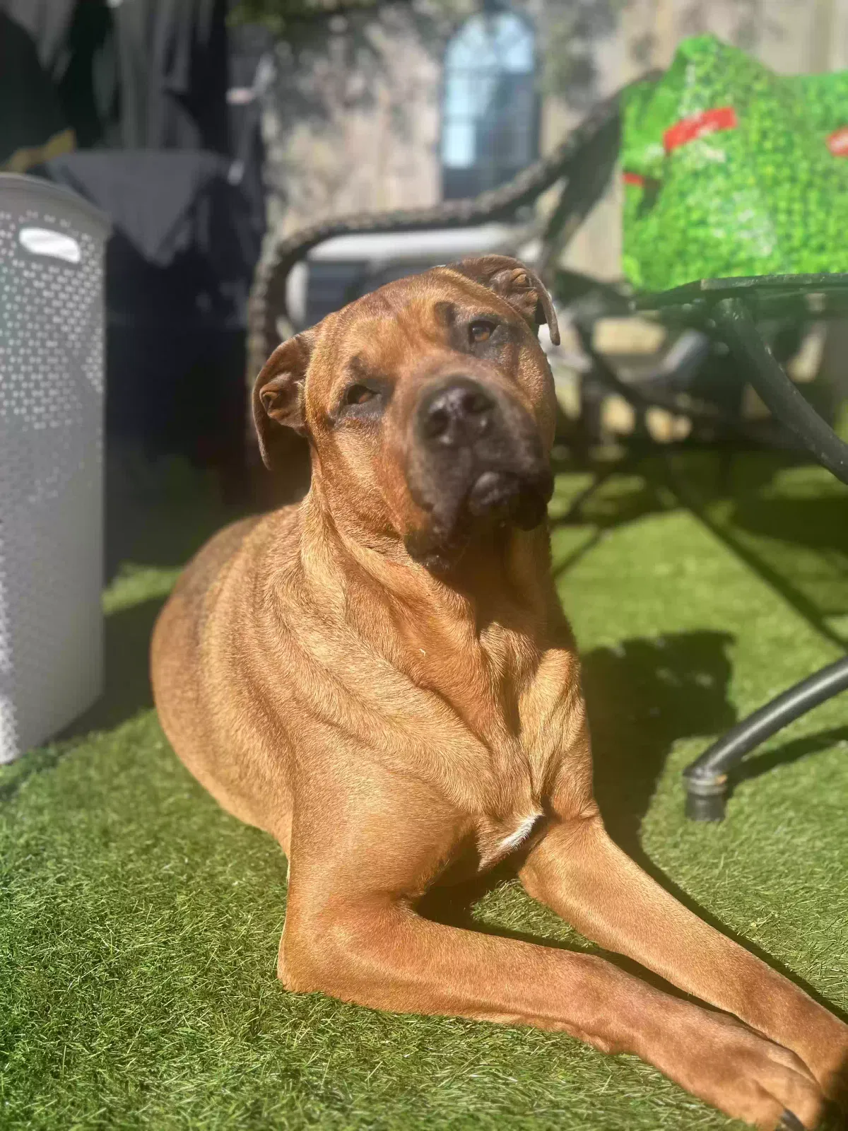Roscoe, Rotweiller cross Dog for adoption in Salisbury, England