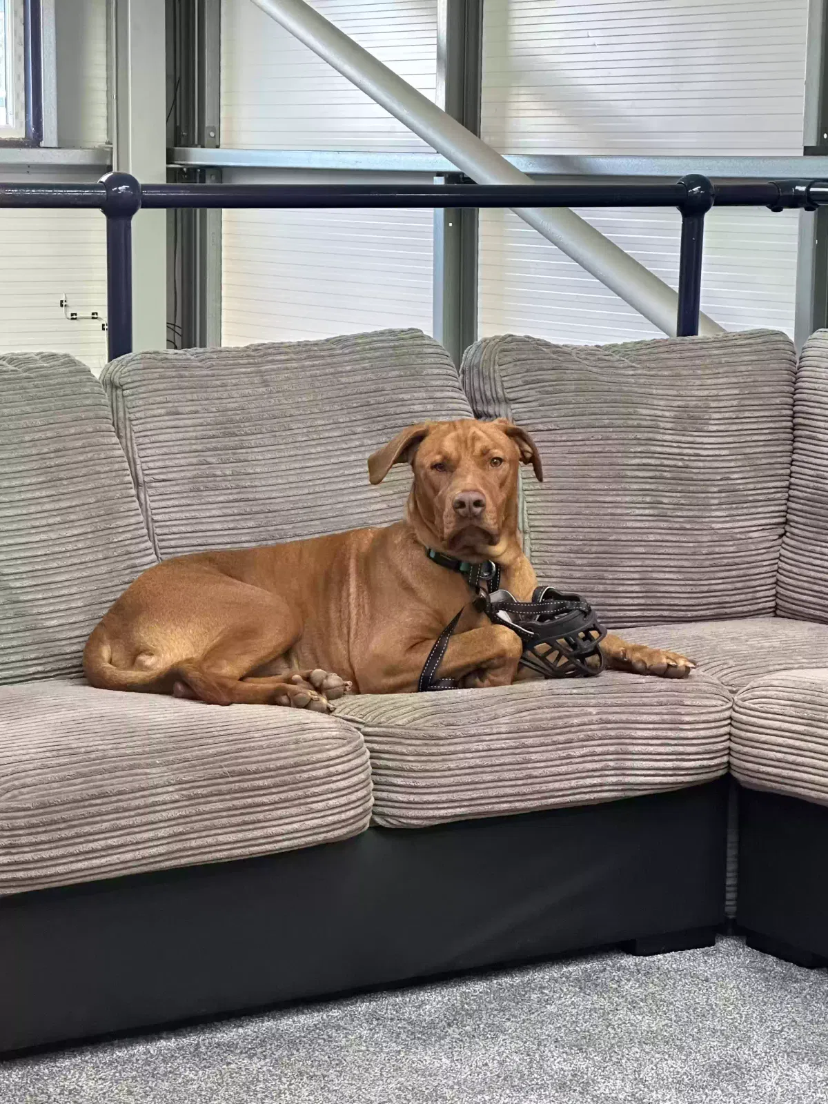 Gunnar, Doberman x American bull dog Dog for adoption in Southampton, England