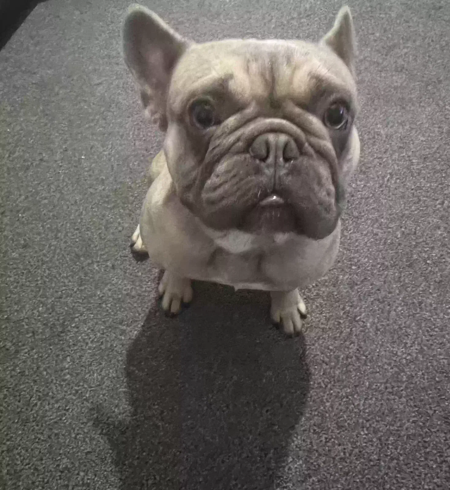 Rai, French Bulldog Dog for adoption in Oxford, England